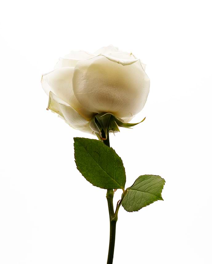 typology-huile-v-g-tale-rose-musqu-e-bio image 4
