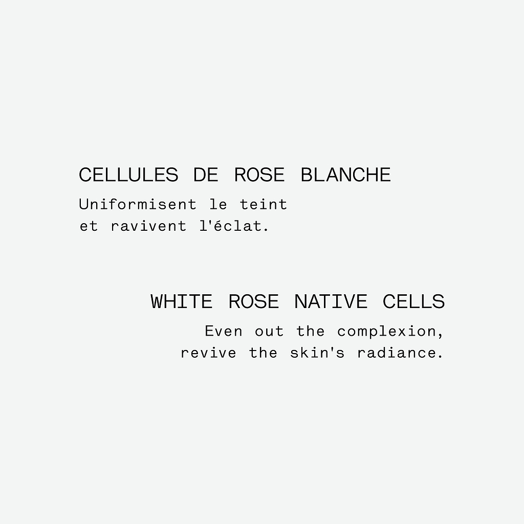 typology-assemblage-botanique-clat-cellules-de-rose-blanche-s-rum-nuit image 5