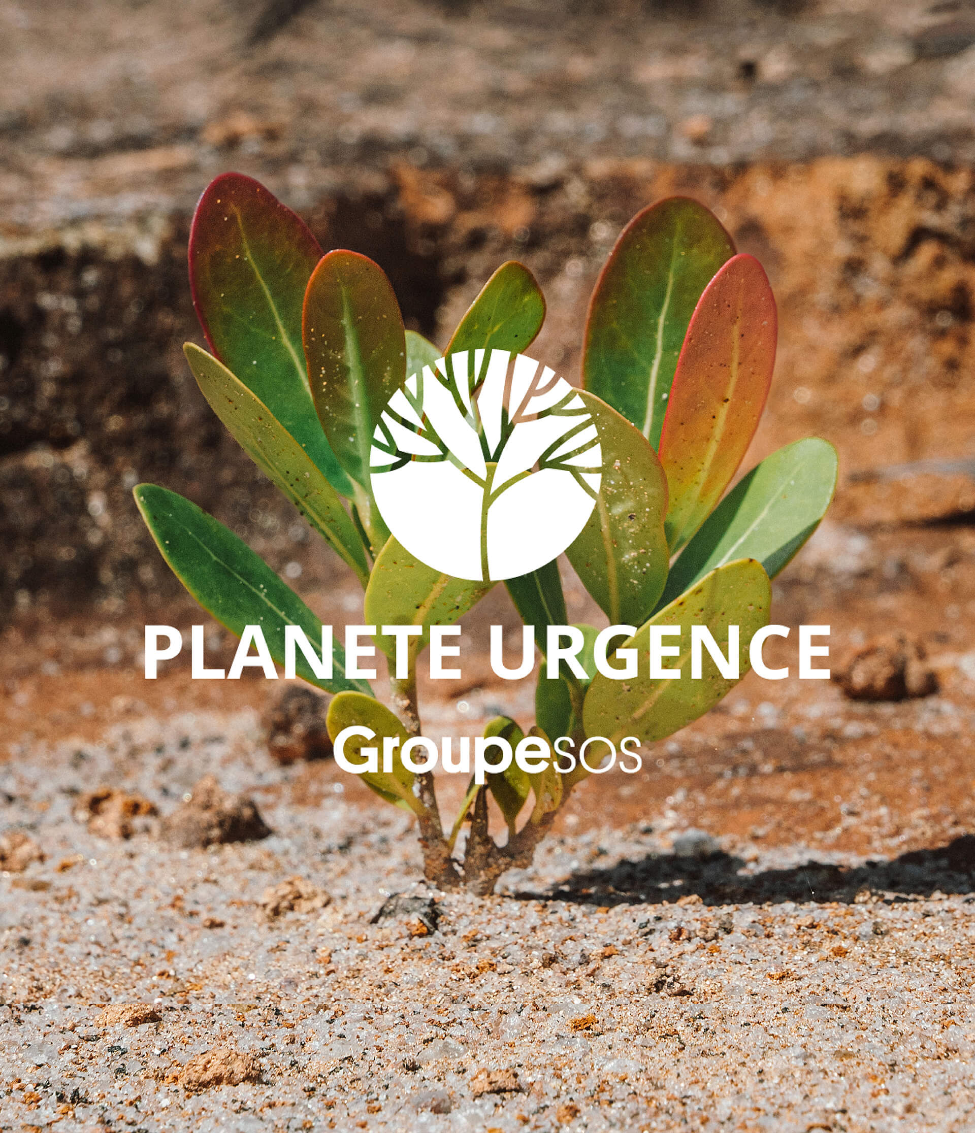 la-ros-e-1-euro-1-arbre-plant-don-cologique-plan-te-urgence image 4