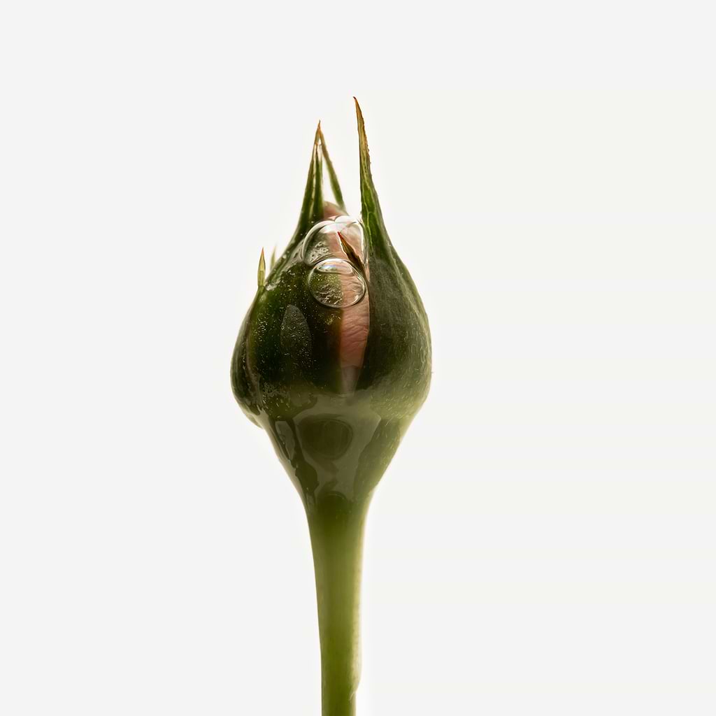 typology-assemblage-botanique-purifiant-cellules-de-pivoine-s-rum-nuit image 3