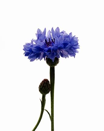 typology-hydrolat-bleuet-bio-eau-florale-visage-et-yeux image 3