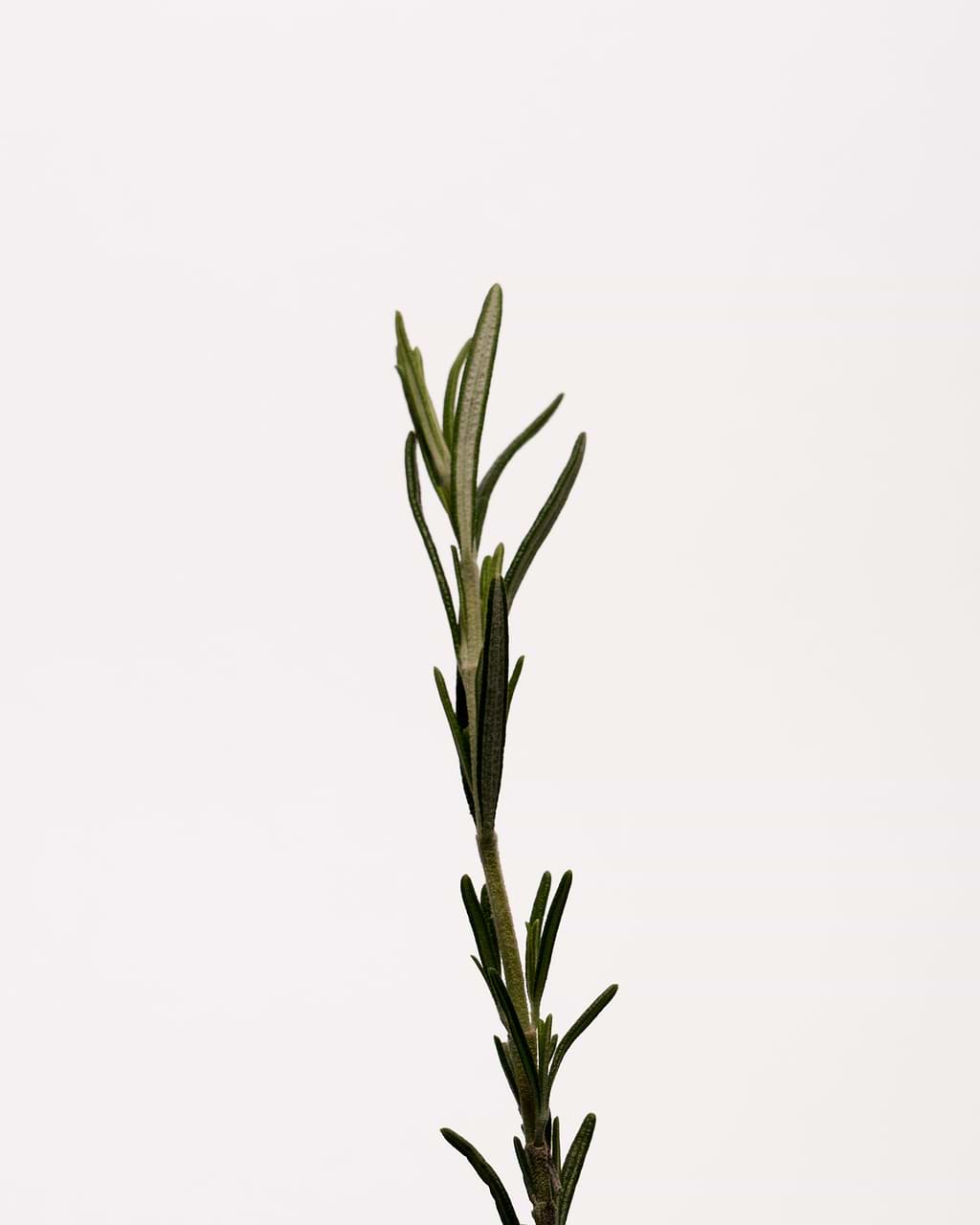 typology-s-rum-corps-purifiant-zinc-pca-4-tea-tree image 3
