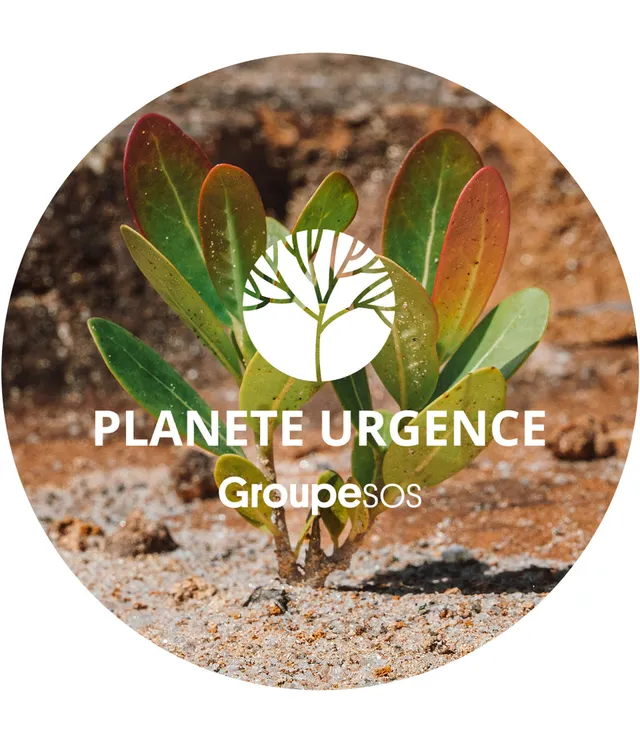 la-ros-e-1-euro-1-arbre-plant-don-cologique-plan-te-urgence image 1