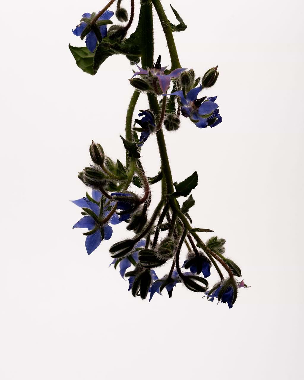 typology-s-rum-raffermissant-corps-r-tinol-0-2-huile-de-bourrache image 3