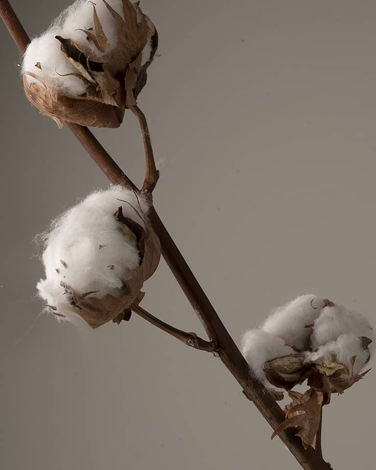 typology-trousse-de-cotons-d-maquillants-lavables-en-fibres-de-bambou-8-cotons-r image 2