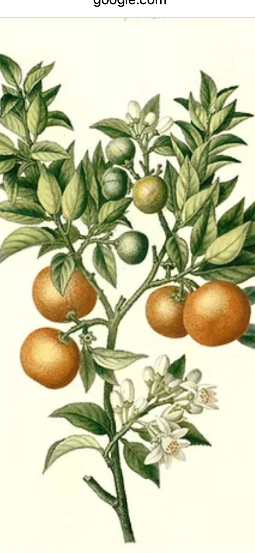 Doux et parfumé